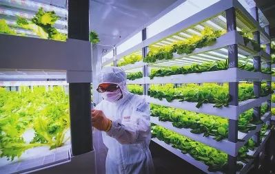從實(shí)驗(yàn)室到餐桌 透視中日荷植物工廠的演進(jìn)與未來