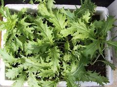 聚義公塑料泡沫 臨夏蔬菜泡沫箱廠家的品質(zhì)之選